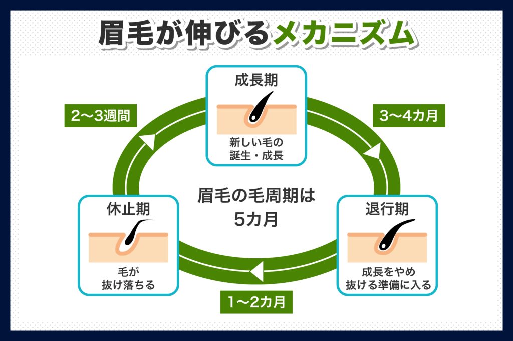 眉毛が伸びるメカニズム